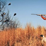 Three Key Ingredients to Look for when Purchasing a Bird Dog to Hunt Quail
