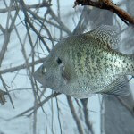 How to Find and Catch Crappie in Extreme Weather Conditions by John E. Phillips with Gifford “Sonny” Sipes