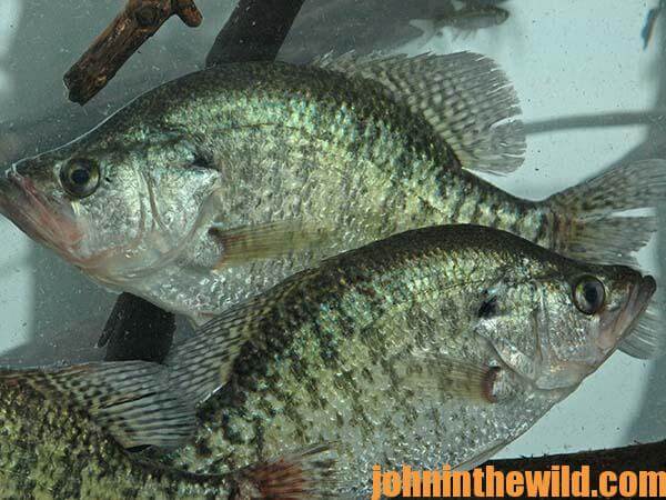 Tackle and Equipment for Catching Crappie in the Summer by John E. Phillips  with Gifford “Sonny” Sipes - John In The WildJohn In The Wild