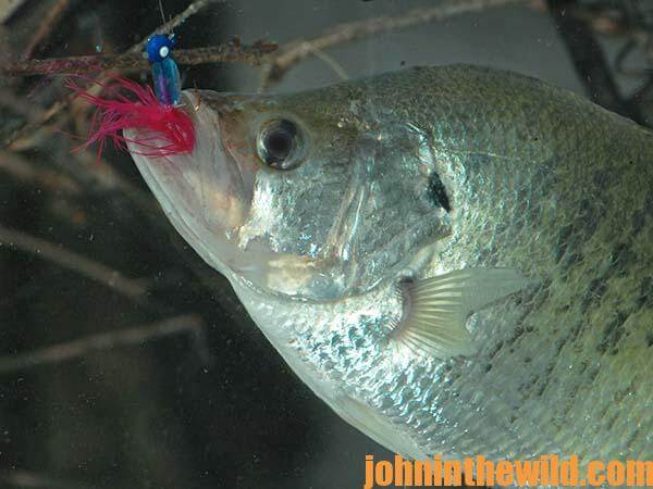 Fish Deep with Tiny Jigs - John In The WildJohn In The Wild