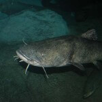 Baiting-Up Catfish and Fishing Rivers and Large Lakes to Catch Cats