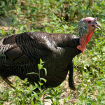 How to Hunt Opening-Week Gobblers