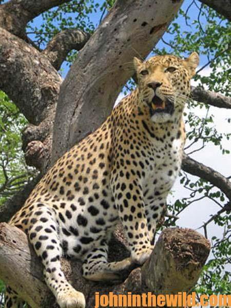 Hunting African Leopards with Tracy Hardy 10