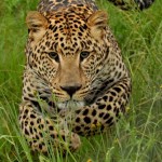 Hunting African Leopards with Tracy Hardy