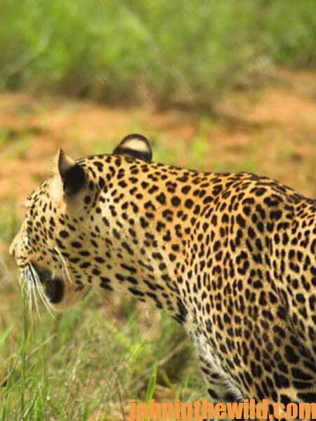 Hunting African Leopards with Tracy Hardy 11