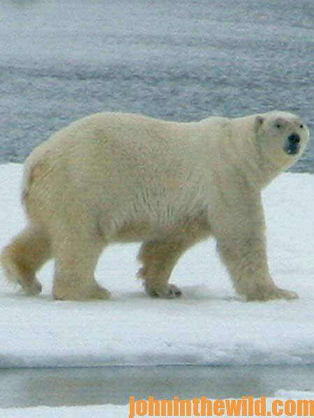 Taking Polar Bears with Dyrk Eddie 06