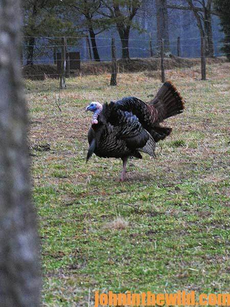 The Cow Pasture Turkey 715-Day 1-03