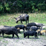 The History of Wild Boar Hunting and the Wild Hog in America