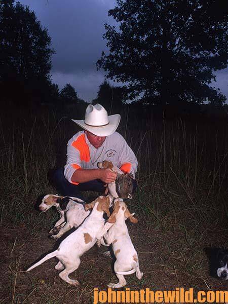 Three Key Ingredients to Look for when Purchasing a Bird Dog to Hunt Quail 10