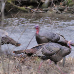 What You Need for Hunting Turkeys