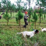 Know the Kind of Bird Dog You Need Before You Purchase One to Hunt Quail