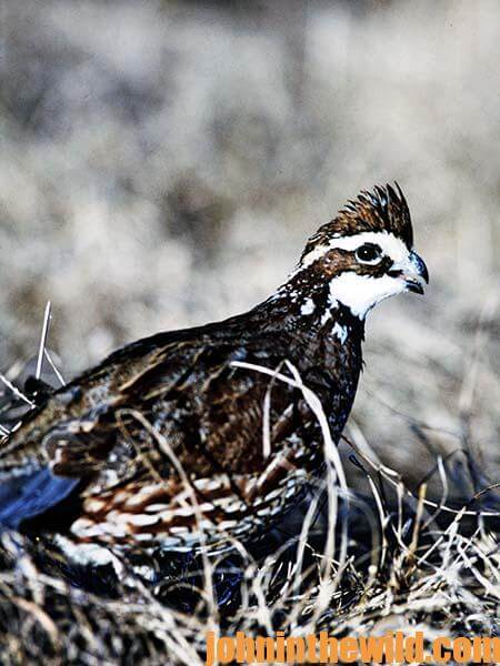 Where to Look For a Bird Dog Puppy to Hunt Quail 15