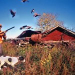 Where to Look For a Bird Dog Puppy to Hunt Quail