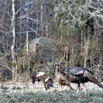 Avid Turkey Hunter and Champion Turkey Caller Walter Parrott Explains How He Uses Blinds and Decoys to Take Turkeys