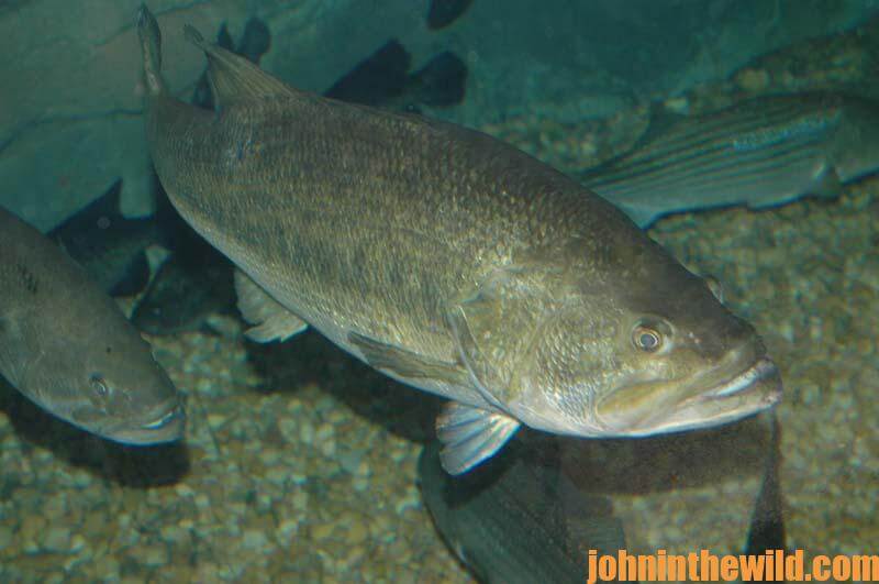 Picking Bass Lures to Fish Each Season” Day 2: Choose Crankbaits