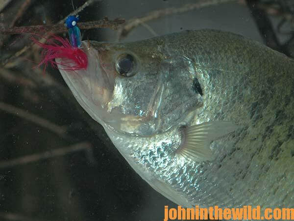 Guide Steve McCadams Explains Whether to Fish Minnows or Jigs for Crappie - 2