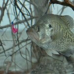 Guide Steve McCadams Plants Brush and Stake Beds for Crappie