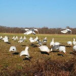 How John Gordon Sets-Up for Snow Geese During Mississippi’s Conservation Season in February