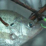 How to Catch Crappie in the Mouths of Creeks