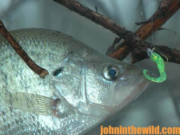 The Importance of Water Color to Catch Crappie with Guide Steve McCadams - 2