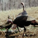 Walter Parrott on the Advantages of Turkey Hunting from Blinds and Why to Take Turkeys in Fields with Your Bow