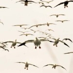 Why You Can Hunt Snow Geese in the Mississippi Delta from Now Until Mid-March