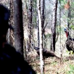 How to Close the Deal When Hunting Gobblers with John E. Phillips
