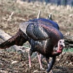How to Set-Up on Gobblers across Water or Gobblers Strutting in the Field