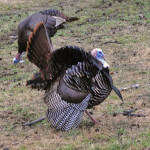 How to Set-Up on the Hung Up-Gobbler and How to Hunt Two on One Tom