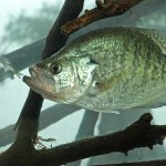 Some of the Most Effective Crappie Attractors