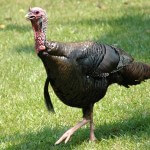 Ronnie “Cuz” Strickland Thinks Many Turkey Hunters Walk Past Turkeys They Can Take