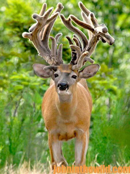 Why Buck Deer Shed Their Antlers with Biologists Dale Sheffer and Dr. James G. Teer  - 2
