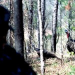 Fine Tuning Hunting Turkeys Without Calling with David Hale
