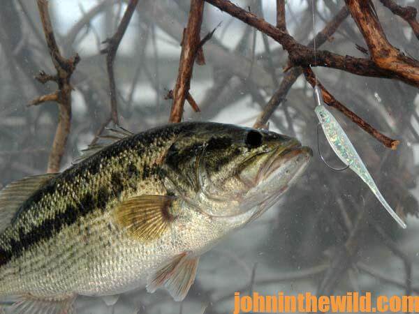 Using the Carolina-Rigged Plastic Worm or Lizard for Catching Bass - John  In The WildJohn In The Wild