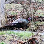 What to Do When the Gobbler Knows More about You Than You Do Him