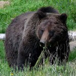 Cole Kramer Recommends Using a .375 for Kodiak Island Brown Bears
