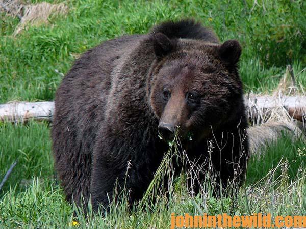 Cole Kramer Says to Back Down the Power of Your Riflescope to Take Brown Bears 3