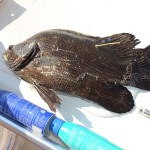 Catching and Tagging Tripletails at Mississippi’s Gulf Coast