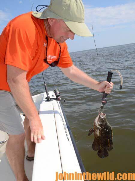 catching and tagging tripletails 4