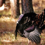 Dr. Grant Woods on Ways to Improve Food for Your Turkey Flock