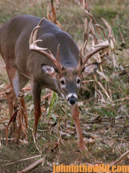 David Hale Uses Trail Cameras to Identify Nocturnal Buck Deer15