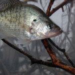 Fishing for Summertime Crappie