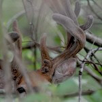 How a Maryland Nuisance Deer Hunt Yields a Big Buck