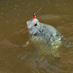 Use a Depth Finder and Cast to Catch Crappie in February’s Cold Weather