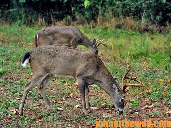 Hunt Deer to Locate Rabbits07