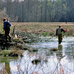 Tips for Hunting Rabbits in High Spots, Protected Areas during Floods, Grass, Cane Thickets and Palmetto Swamps