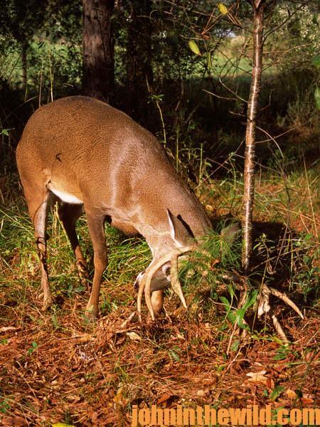 What to Do With Deer Meat Day 3: Venison Butchering Kits & Meat Grinders &  Recipes - John In The WildJohn In The Wild