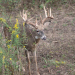 What Hunting Tactics Take Nocturnal Deer
