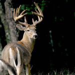 Why David Hale Uses Motion-Sensor Cameras to Hunt Deer