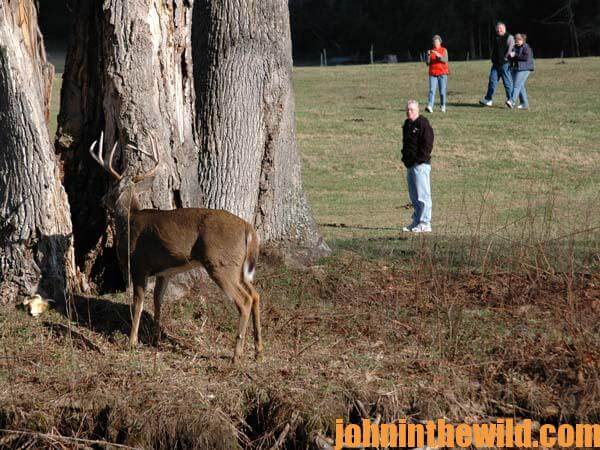 Why and How Marylands Nuisance Deer Hunts Are Held 2